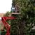 Spring Tree Services by Spring Creek Tree Service, LLC